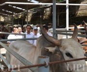 Kunjungan Presiden Joko Widodo ke Peternakan Sapi Karya Anugerah Rumpin